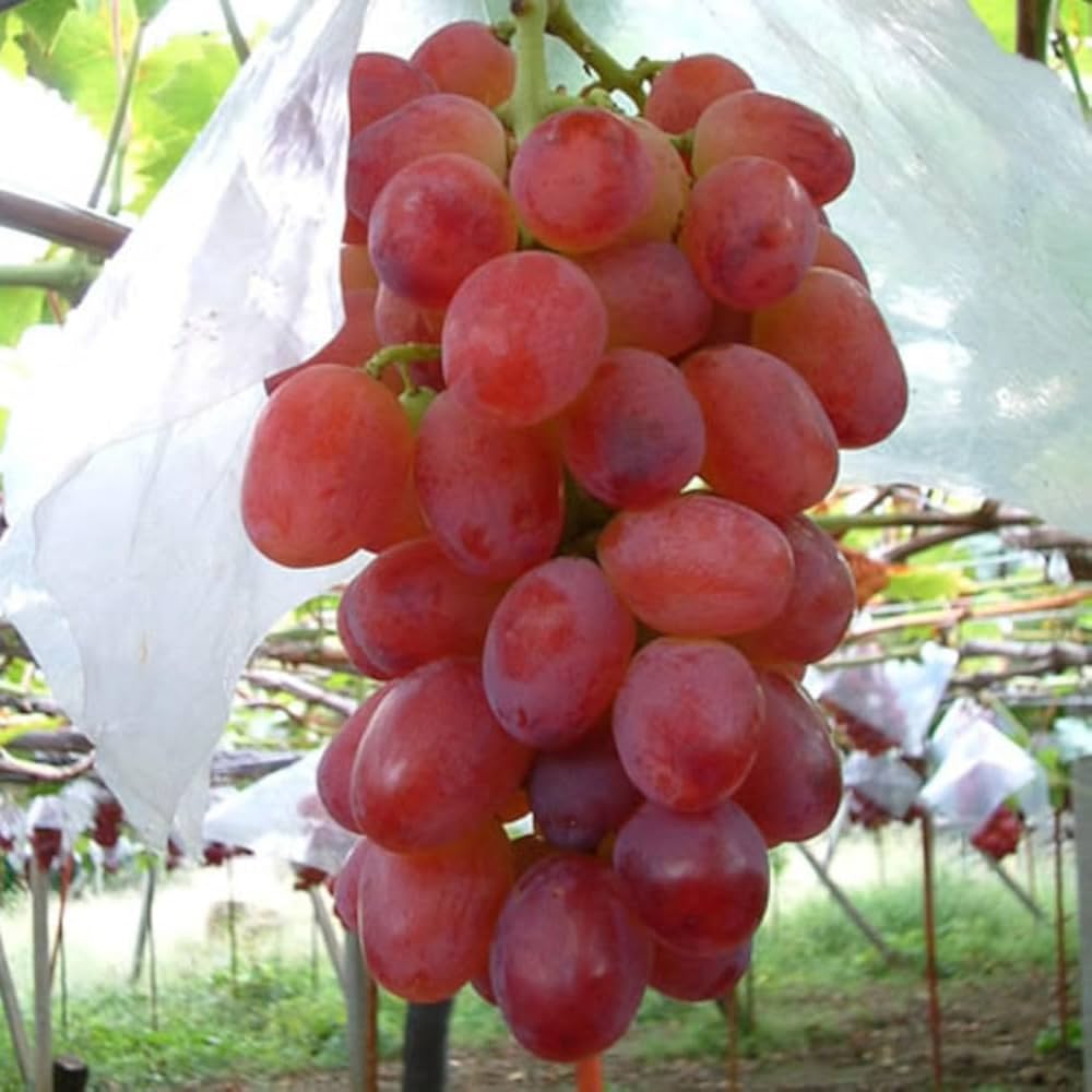 Amazon.co.jp: ぶどう 苗木 甲斐路 接木苗 12cmロングポット苗 かいじ